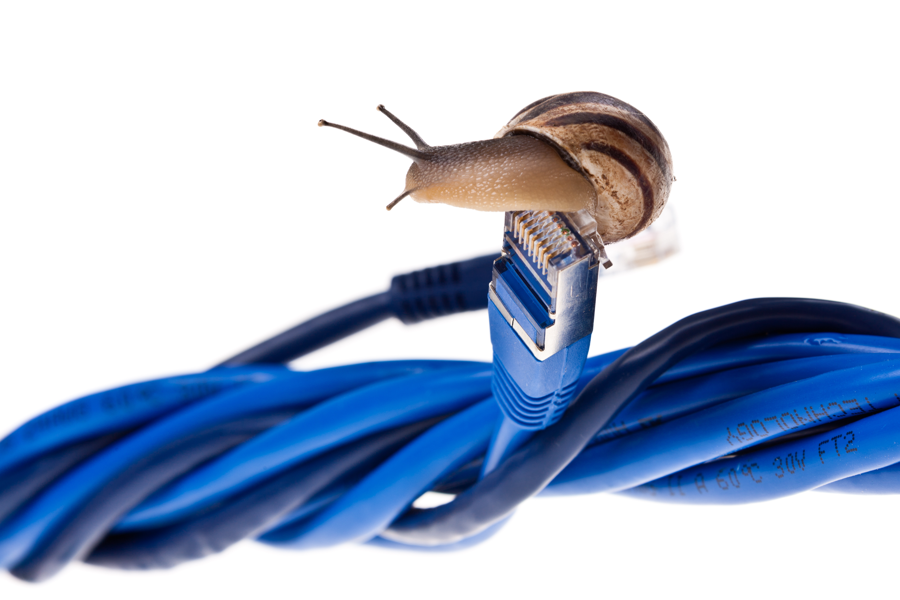 Snail resting atop ethernet cable representing slow internet service