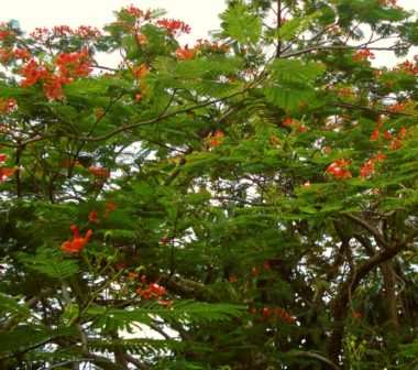 Closeup of flowering tree with exotic red spindly flowers and wide feathery leaves