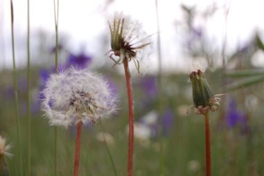 Closeup of dandelion blooms