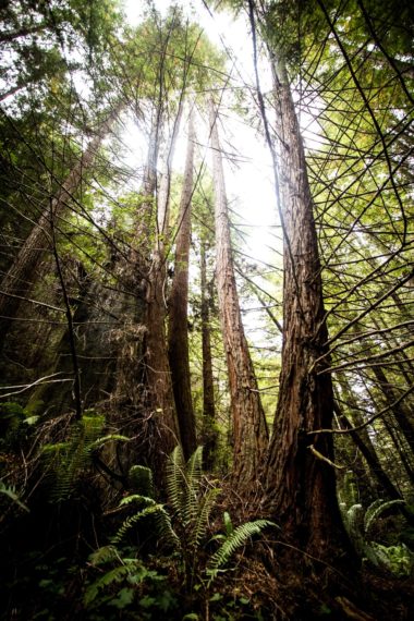 Closeup of redwood tree trunks local to Sonoma County